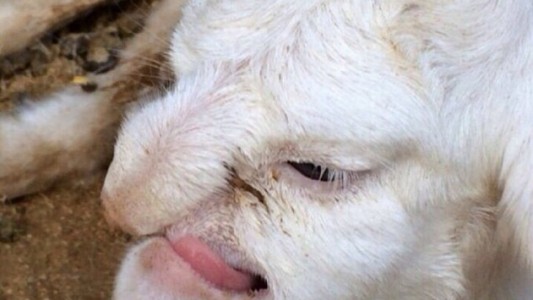 En Rusia nació un cordero con cara de humano