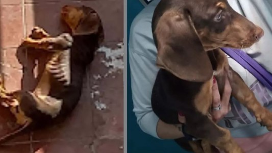 Tucumán: la Justicia rescató un perro salchicha desnutrido y deshidratado