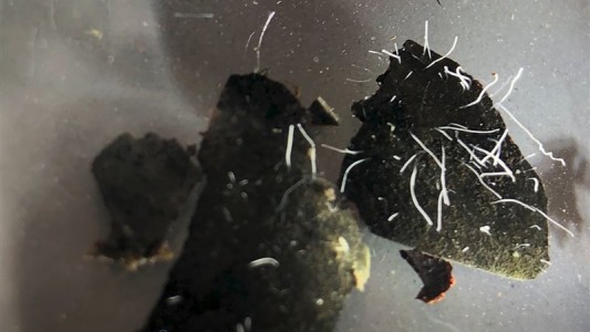 Descubren la bacteria más grande del mundo, visible al ojo humano