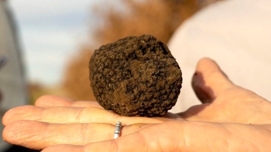 Espartillar, el pueblo que vive una revolución gracias a un hongo simbionte que crece bajo tierra