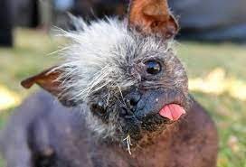 Eligieron al "perro más feo del mundo": la historia de Señor Rostro Feliz