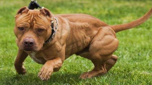 Un nene de 3 años jugaba en la vereda y lo atacó un pitbull: está internado