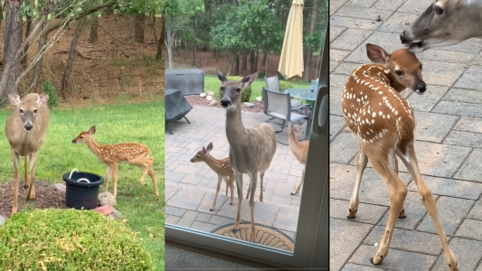 Venado "mendiga" comida para sus crías - #FlashChat