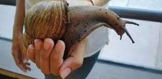 Una plaga de caracoles gigantes obliga a poner en cuarentena a todo un condado de Florida