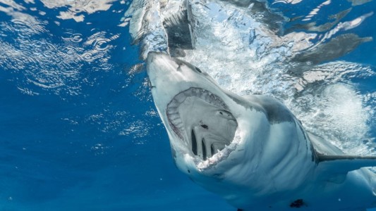 Imágenes impactantes: un tiburón se tragó una cámara y permite ver su interior