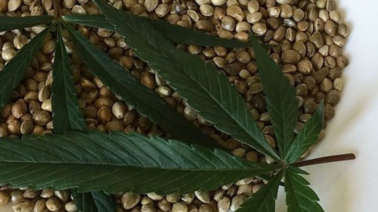 Cannabis: Argentina legalizó la compra y venta de semillas para autocultivo medicinal