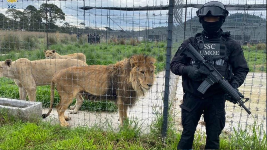 Calvario animal: rescataron a más de 200 ejemplares - #FlashChat