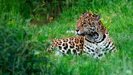 El bienestar de 1 de cada 5 personas en el mundo depende de 50.000 especies silvestres amenazadas