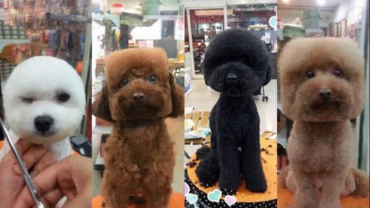 Taiwán: le cortan el pelo a los perros para que tengan la cabeza cuadrada o redonda
