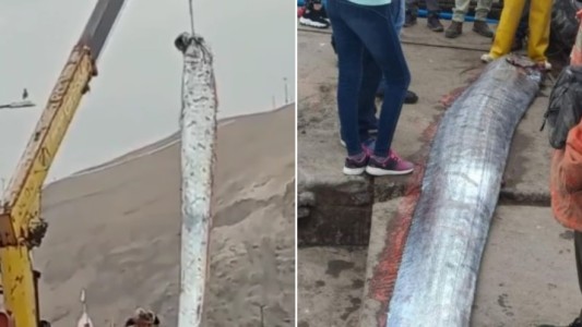 Temor a un terremoto en Chile tras la aparición de un pez remo de 5 metros