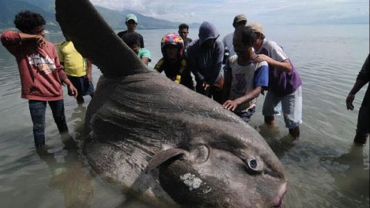 El extraño y monstruoso pez que hallaron en las playas de Indonesia