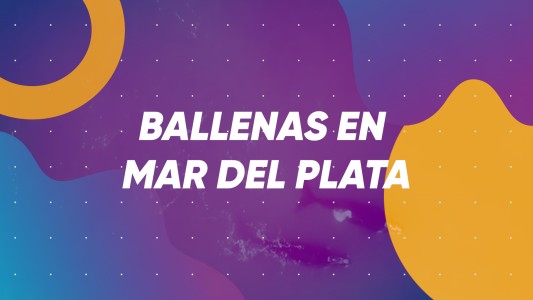 Ballenas en Mar del Plata #BuenFlash
