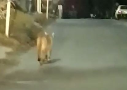 Pumas sueltos en Villa Gesell: suspenden las clases