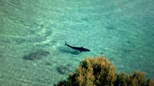 Alerta en las playas de Mallorca por la aparición de un peligroso tiburón cerca de la costa