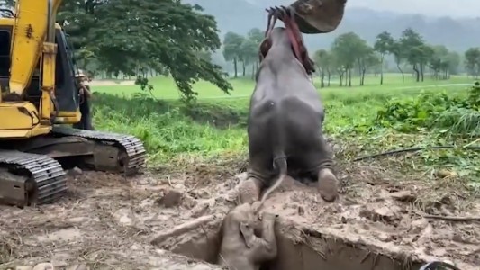 Video: conmovedor rescate de una elefanta y su bebé tras caer a un pozo