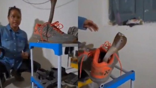 Desesperante: encontró una cobra gigante en su zapatilla