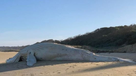 Hallaron una extraña ballena albina muerta en una playa de Australia