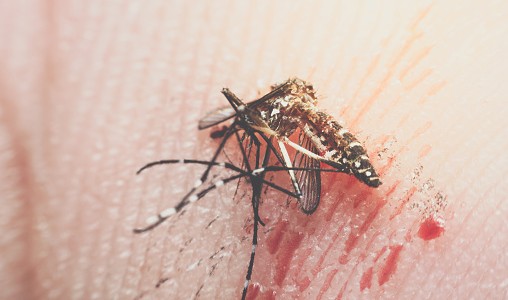 Mosquitos que picaron a un delincuente permitieron resolver un caso