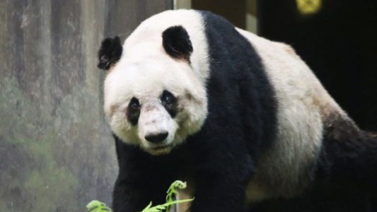 Murió el panda macho en cautiverio más longevo del mundo