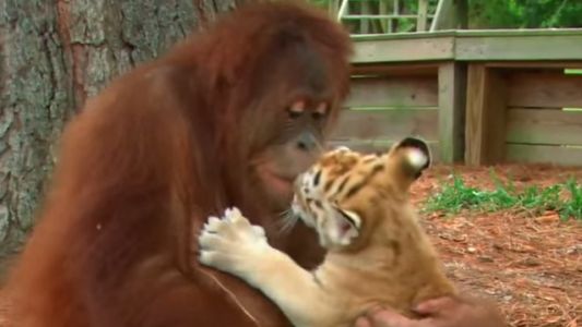 Video: Un orangután adopta a tres cachorros de tigre