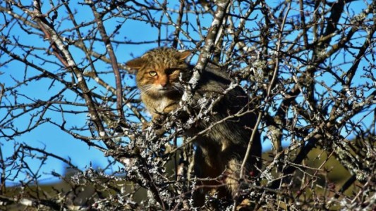 Divisaron un gato montés en la localidad balnearia bonaerense de Santa Clara del Mar