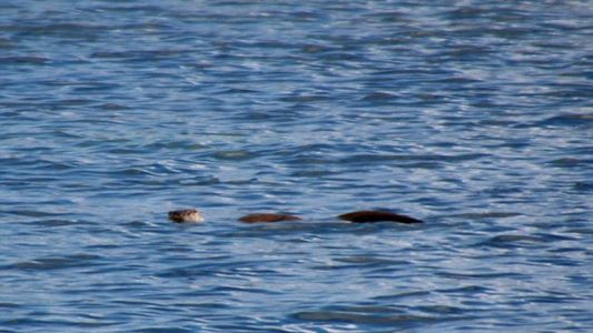 Esta foto revela el misterio del monstruo del Lago Ness