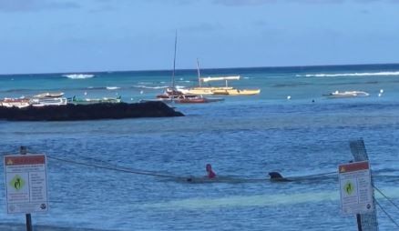 Video: una foca atacó a una nadadora en las playas de Hawái