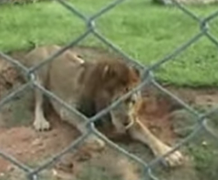 Will, el león que sintió la libertad tras 13 años en un circo