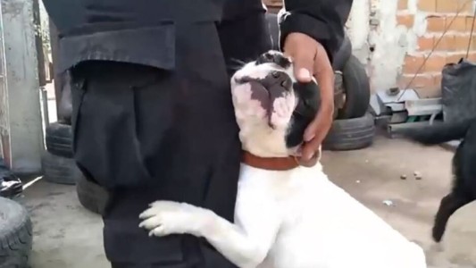 Rosario: rescataron a 18 cachorros de un criadero clandestino