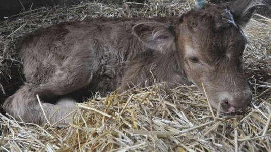 Nació una ternera en La Rural y la bautizaron "Tini, Tini"