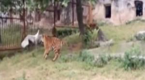 Una grulla se enfrentó a dos tigres en un zoo de China