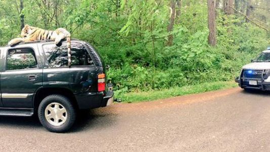 Llamaron asustados a la policía, pero era sólo un tigre de peluche