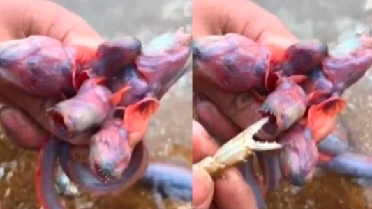 Hallaron un "monstruo" marino de cinco cabezas, sin ojos y dientes filosos