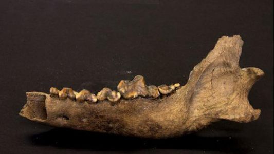 Estudio: el perro es el mejor amigo del hombre desde hace 27 mil años