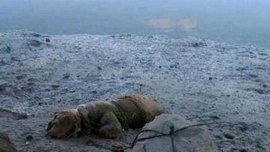 Condenaron a un hombre por atar a un perro a una piedra para que se ahogara en la playa