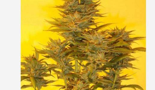 "Mujica Gold" la semilla de marihuana que rinde homenaje al expresidente de Uruguay