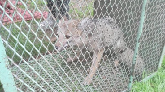 Atraparon en Ciudadela al zorro que sorprendió a los vecinos en Mataderos