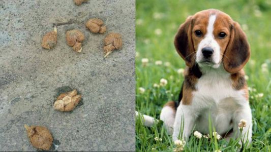 Misterio por el hallazgo de 9 cerebros de perros en las calles de Nueva York