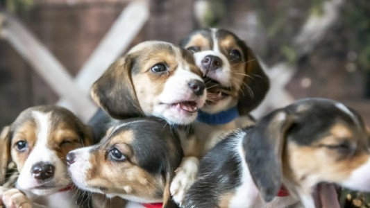 Le buscan hogar a 4000 beagles rescatados: iban a ser sometidos a experimentos farmacológicos