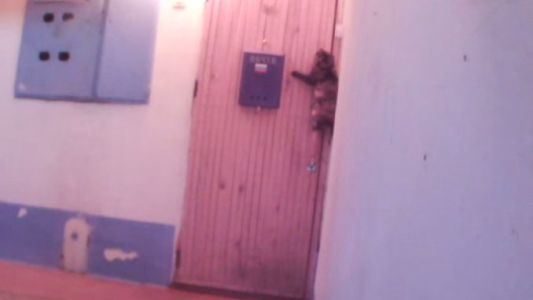 El increíble gato que toca el timbre para entrar a la casa