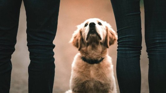 Perderán la custodia de sus hijos los maltratadores de animales en Cataluña