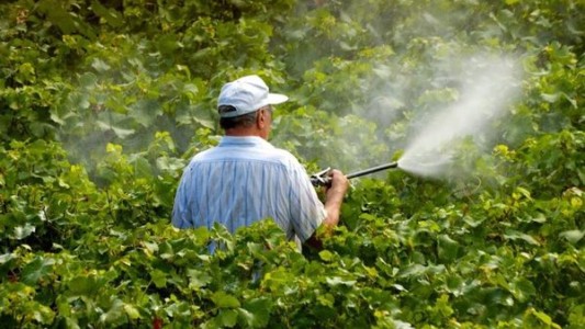 Advierten que es necesario revisar los Límites Máximos de Residuos de agroquímicos en alimentos