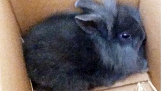 Dinamarca: un locutor mató a un conejo para denunciar "la hipocresía del bienestar animal"