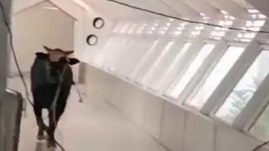 Un toro entró a un banco en Israel y causó terror a los empleados - #FlashChat