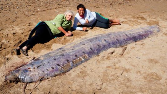 Encuentran muerto en una playa un extraño pez de más de 5 metros