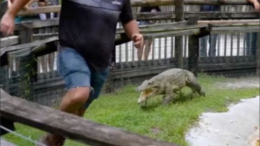 Video: cocodrilo acorrala a su cuidador en un bioparque