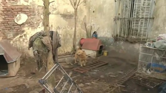 Tiene 33 gatos y 8 perros en su casa: vecinos denuncian maltrato pero ella asegura que los cuida