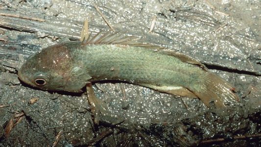 Un pez que puede vivir fuera del agua amenaza la fauna de Australia
