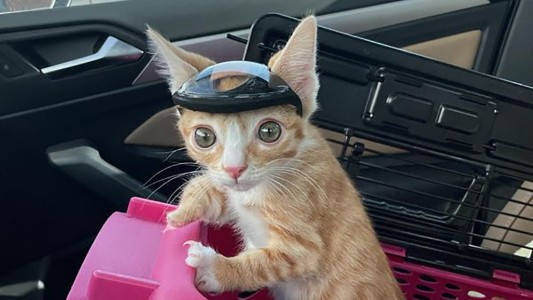Un gatito es furor en Internet por usar casco, pero lo hace por una triste razón
