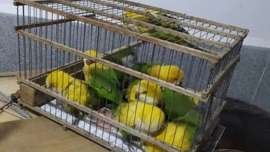 Vendían en la calle aves exóticas: eran loros desteñidos con agua oxigenada